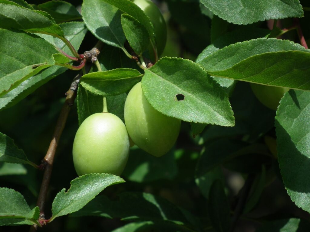 Plum Kernel Plum Kernel Oil - Global