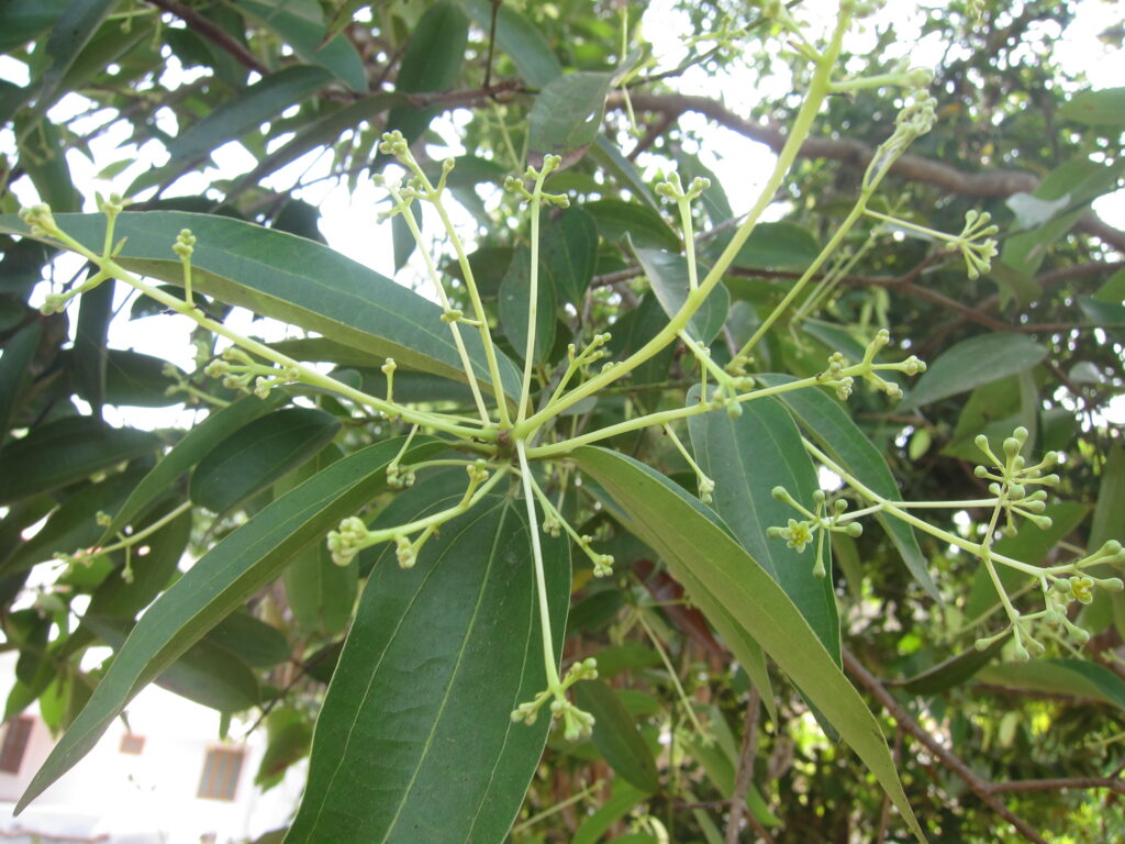 Cinnamon (Ceylon) Bark Oil - Global